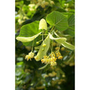 Miere de tei Mos Costache - Delumani - Magazin Online Romanesc 