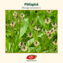 Sirop Patlagina, R10, 250 ml, Fares - Delumani - Magazin Online Romanesc 